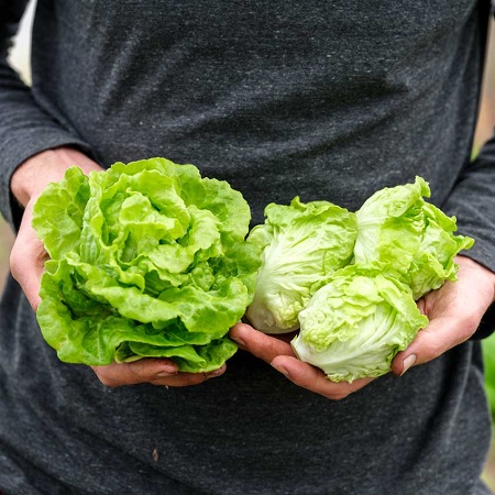 Tom Thumb lettuce baker creeek.jpg